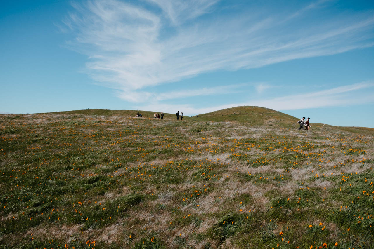 Antelope Valley Poppy Reserve - Let's Photo Trip