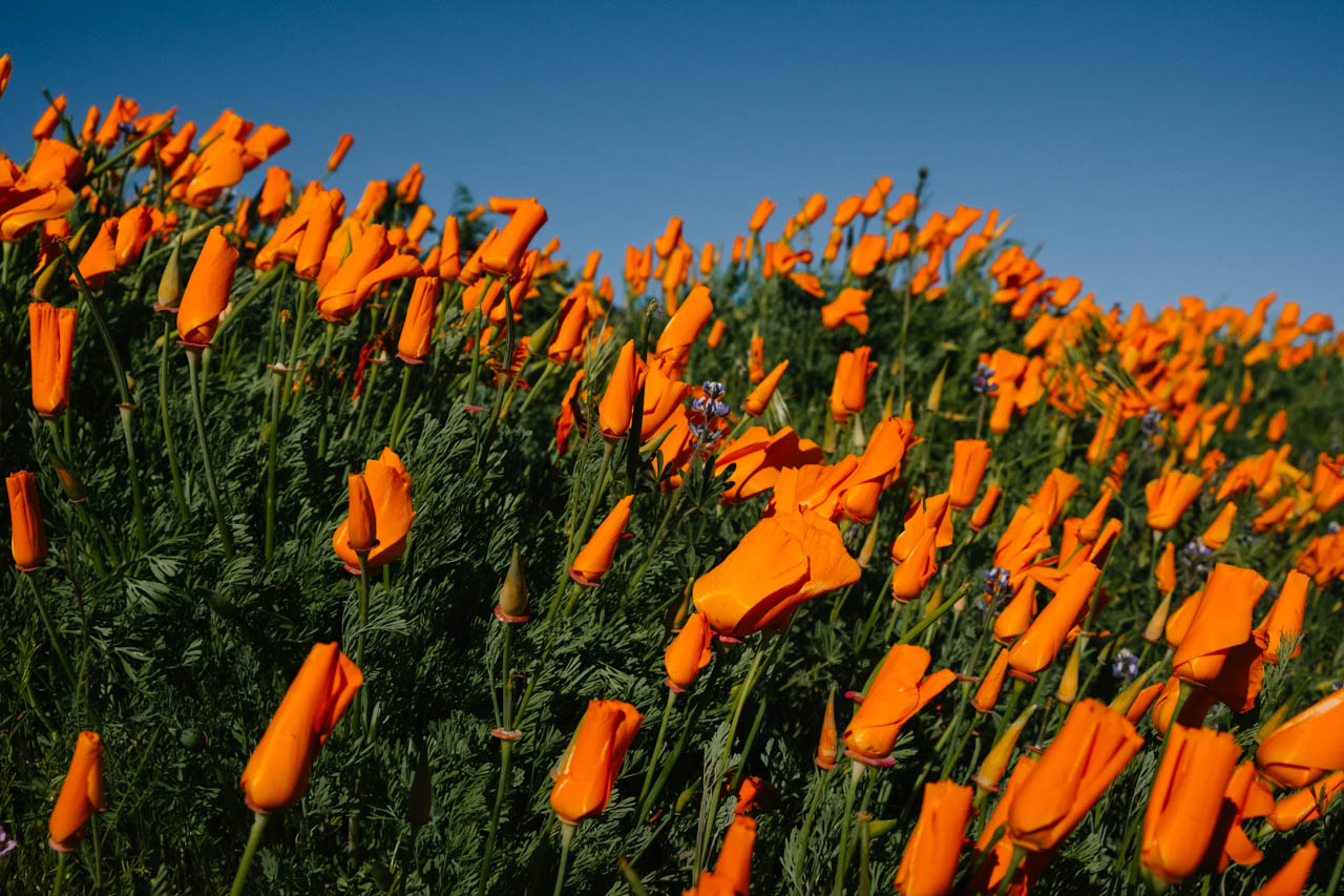 Antelope Valley Poppy Reserve - Let's Photo Trip