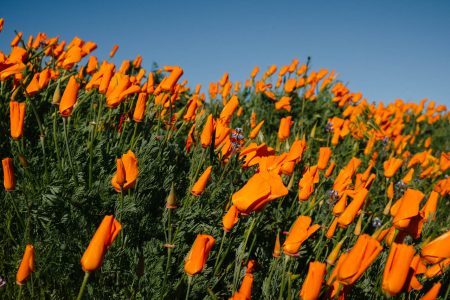 Antelope Valley Poppy Reserve