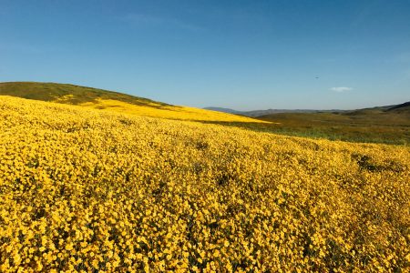 Carrizo Plain & The Super Bloom